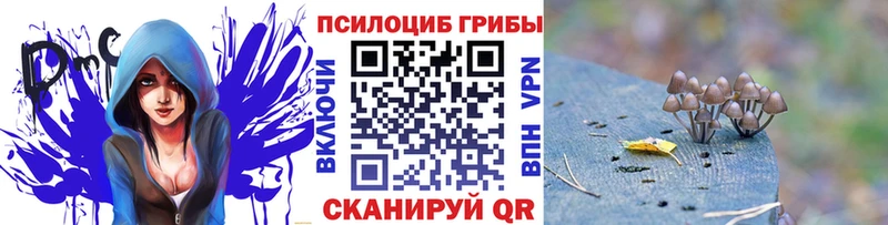 shop наркотические препараты  Новозыбков  Псилоцибиновые грибы Cubensis  kraken как зайти 