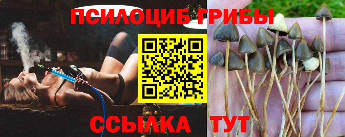 Новозыбков  Галлюциногенные грибы ЛСД  Галлюциногенные грибы Magic Shrooms  Вход с VPN 